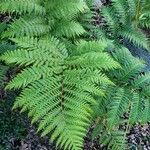 Dicksonia antarctica 葉
