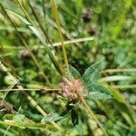 Trifolium pratense花