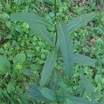 Senecio ovatus برگ