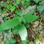 Scutellaria columnae Folio