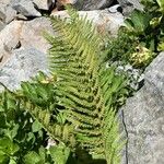 Dryopteris villarii Fulla