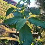 Solanum mauritianum Folha