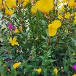 Oenothera fruticosa Folla