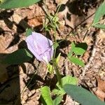 Clitoria mariana Žiedas