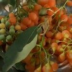 Cordia myxa Fruit