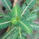 Phyllanthus urinaria葉