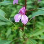Impatiens balsamina Flower