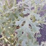 Senecio viscosus Leaf