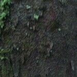 Vantanea guianensis Кора