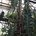 Philodendron billietiae Kabuk