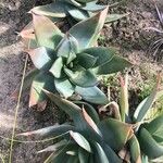 Aloe striata Hábito