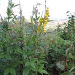 Crotalaria cleomifolia Habit