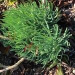 Dudleya edulis Hoja