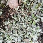 Antennaria parvifolia Листок