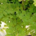 Adiantum raddianum Leaf