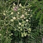 Mimosa bimucronata Цветок