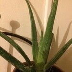 Aloe vera 葉