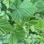 Rubus camptostachys 葉