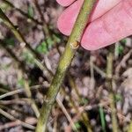 Salix glauca Bark