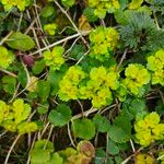 Chrysosplenium alternifolium Lapas