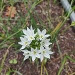 Triteleia hyacinthina Virág