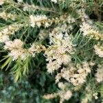 Melaleuca alternifolia Квітка