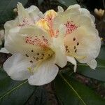 Rhododendron lanatum 花