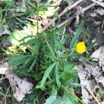 Ranunculus auricomus Leaf