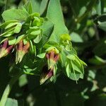 Cerinthe glabra Flor