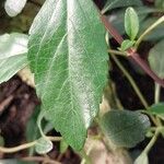 Salvia buchananii Leaf