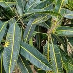 Codiaeum variegatum Leaf