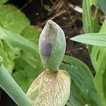 Iris pumila Blomst