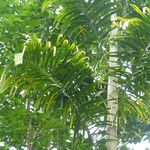 Ptychosperma macarthurii Hoja