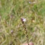 Verbena officinalisFlower