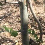 Dalbergia melanoxylon Кора