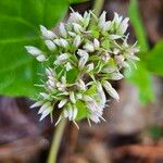 Mikania scandens Blüte