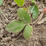 Fragaria virginiana Blatt