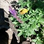 Salvia nemorosa Kukka