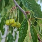 Malus toringo Плід