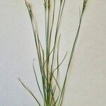 Juncus compressus Yeri