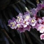 Limonium tuberculatum 花