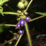 Miconia crenulata Frukt