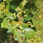 Ligustrum japonicumFrucht