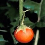 Solanum aculeatissimum Плід