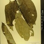 Daphniphyllum himalense Nyingine