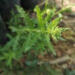 Dysphania multifida Hoja