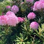 Rhododendron degronianum Blüte