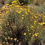 Grindelia chiloensis Flower