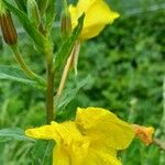 Oenothera biennis Flower