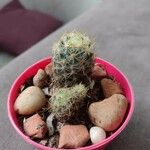 Mammillaria prolifera Листок